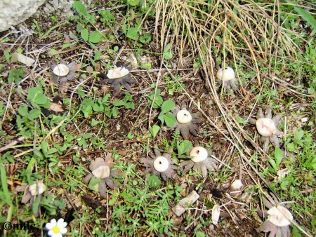 Geastrum fimbriatum  -  Géastre sessile  -  Famille des Géastracées - Lande du Ricanto Ajaccio Corse - non comestible